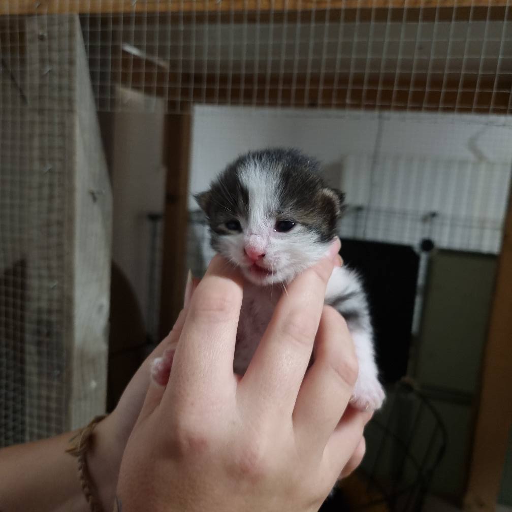 Association.pet.blue@gmail.com