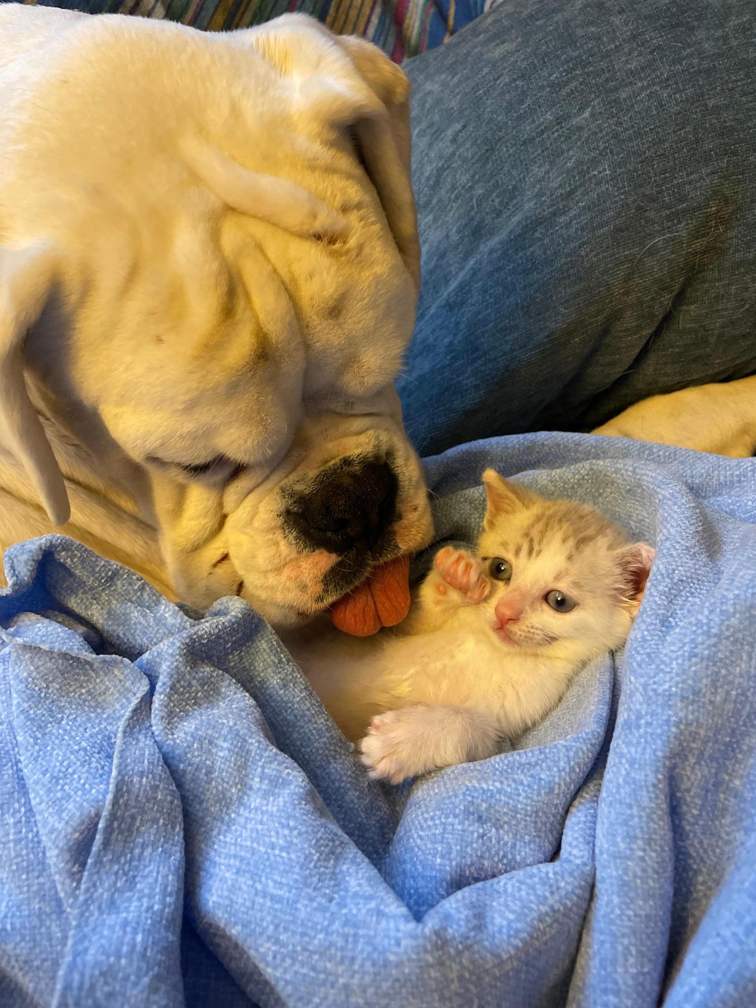 ISLA Rescates ( Animales en peligro )