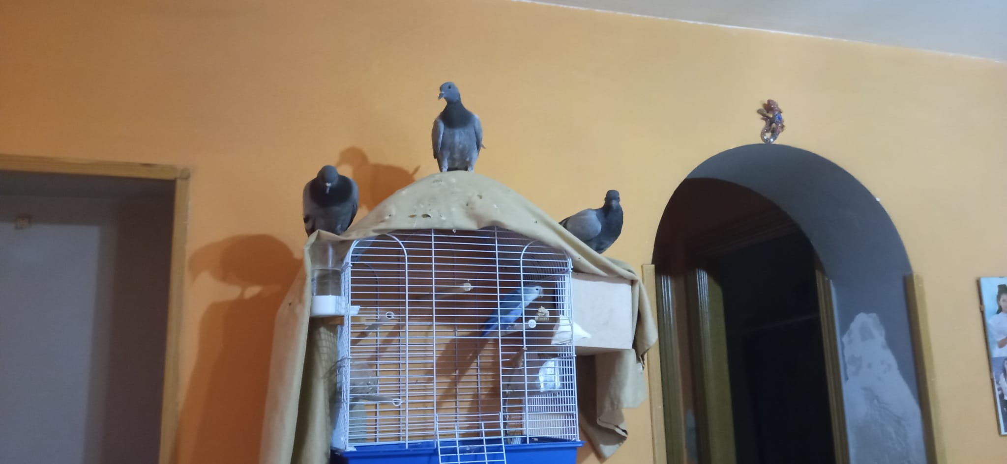 salvacion.amor.animales