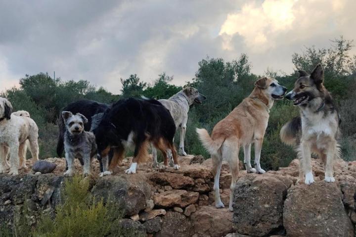 @Satco150 FB Sandra's Refugio Gnadenhof