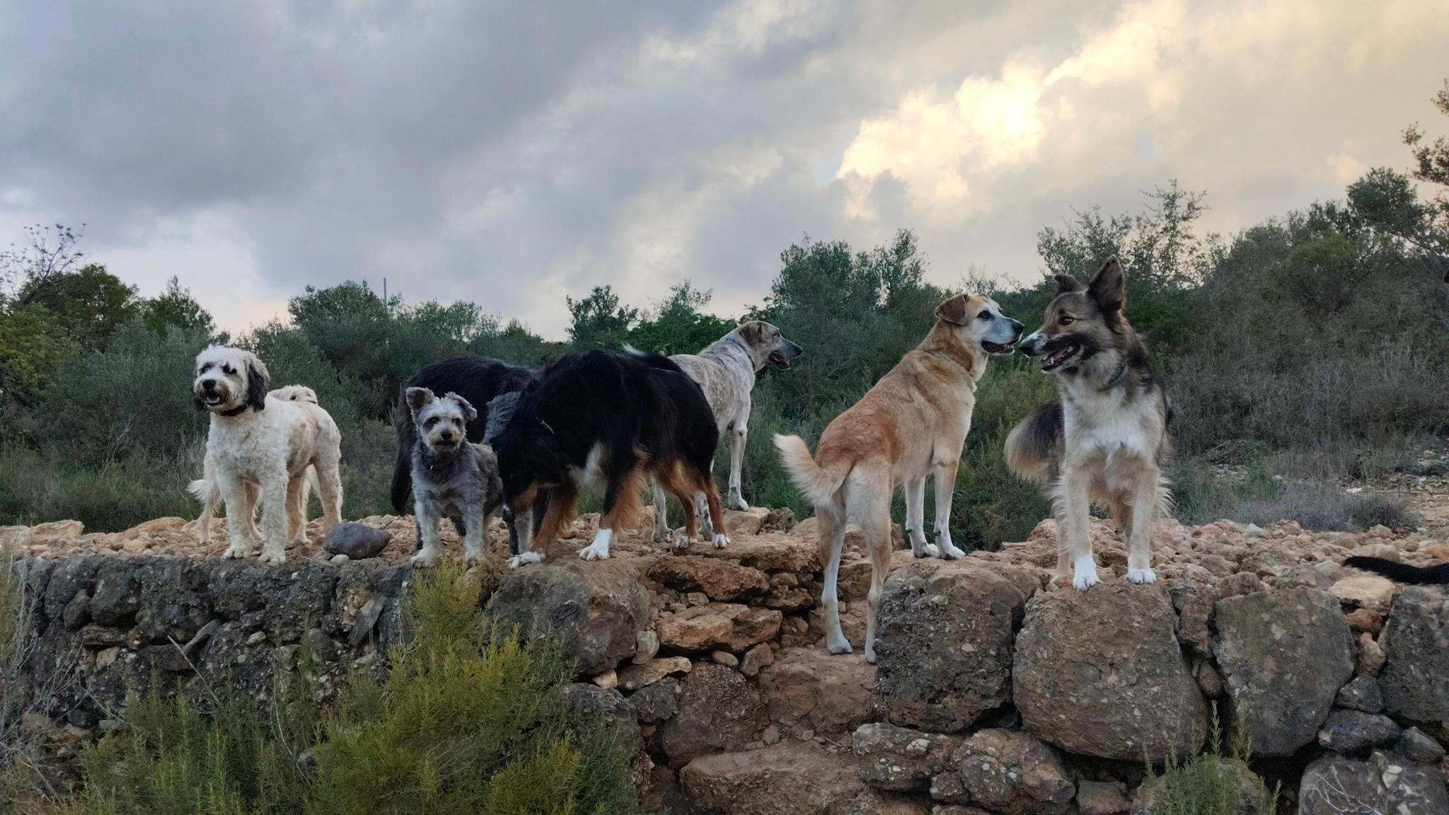 @Satco150 FB Sandra's Refugio Gnadenhof