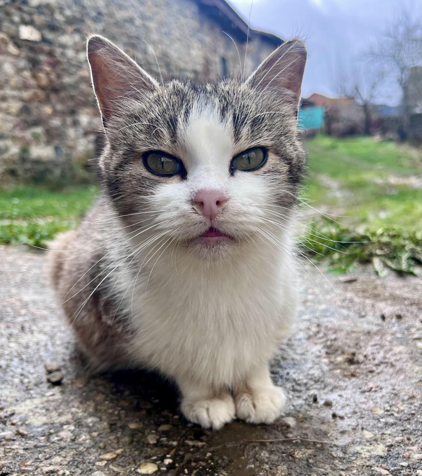 Ayuda a Fiona, la gata campeona