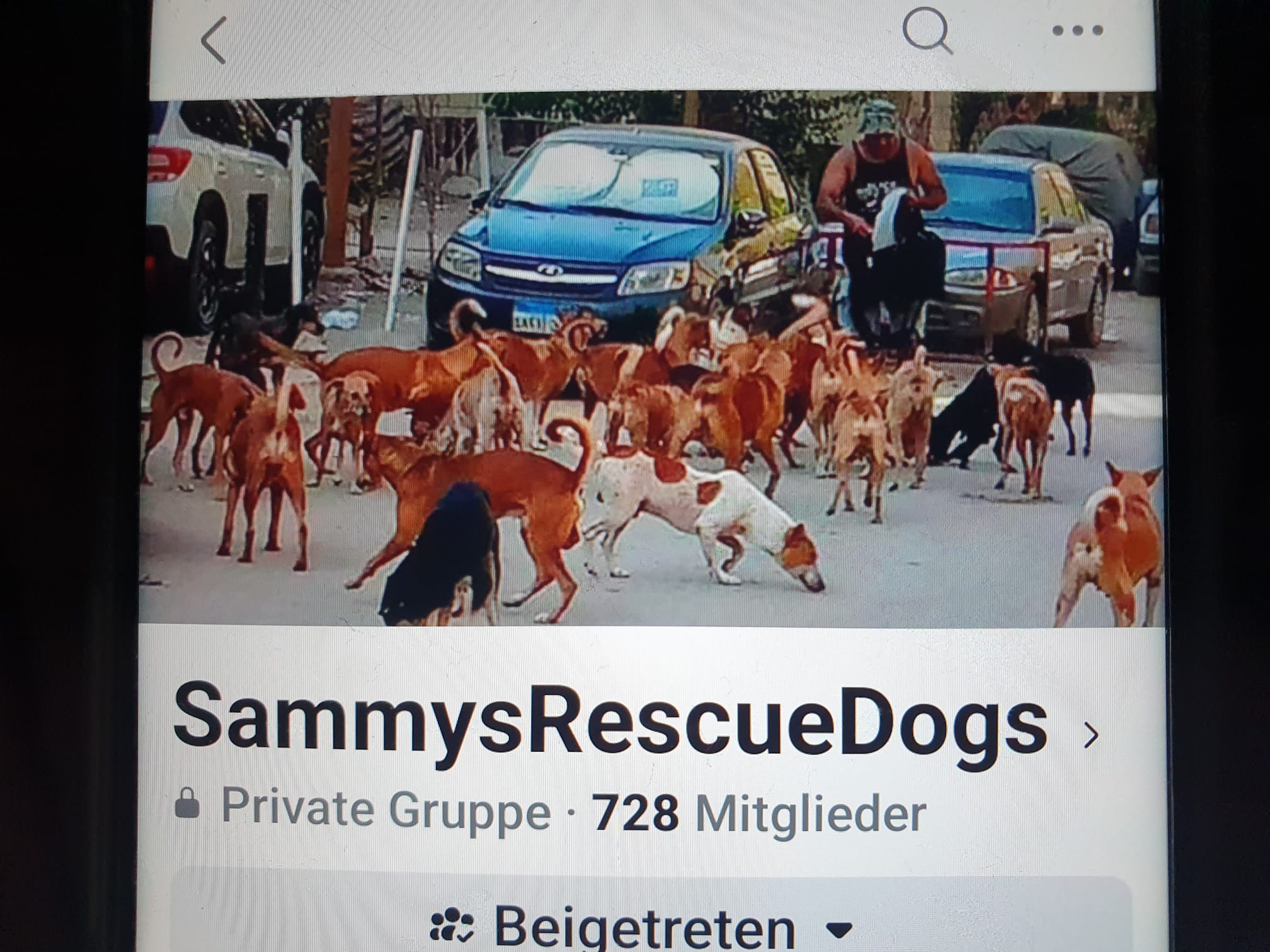 Sammys Rescue Dogs ❣️