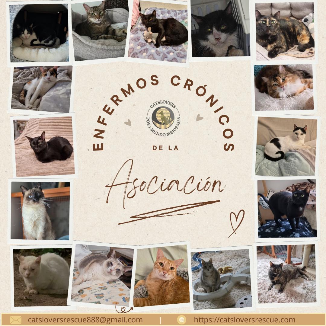 Enfermos crónicos del ClanCatslovers