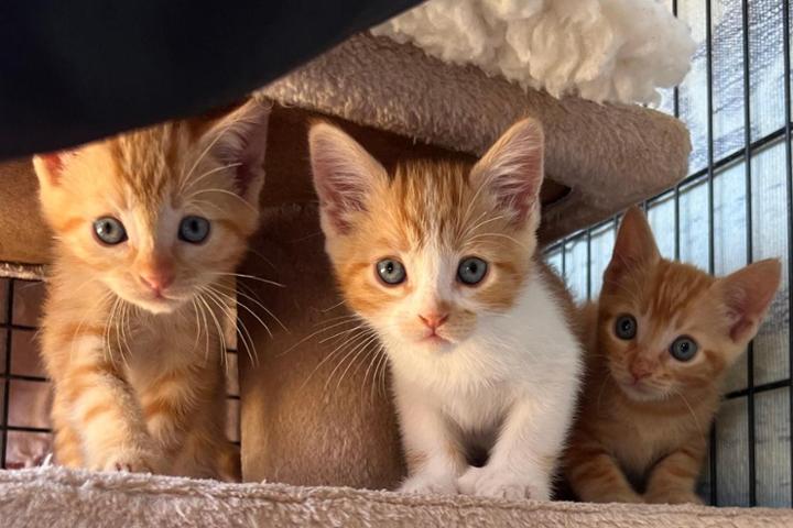 StreetCatsRescue Adoptions Conil de la Frontera