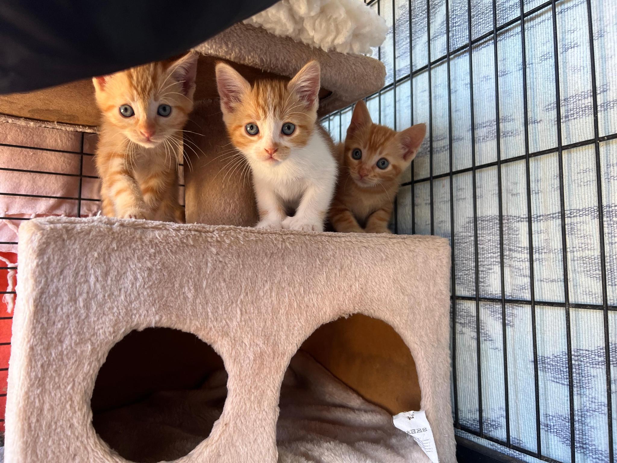 StreetCatsRescue Adoptions Conil de la Frontera