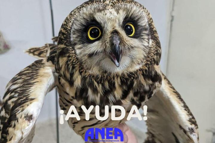 ANEA, Grupo por la Defensa de la Naturaleza