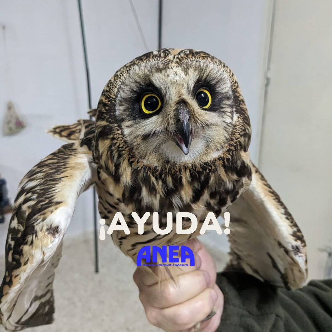 ANEA, Grupo por la Defensa de la Naturaleza