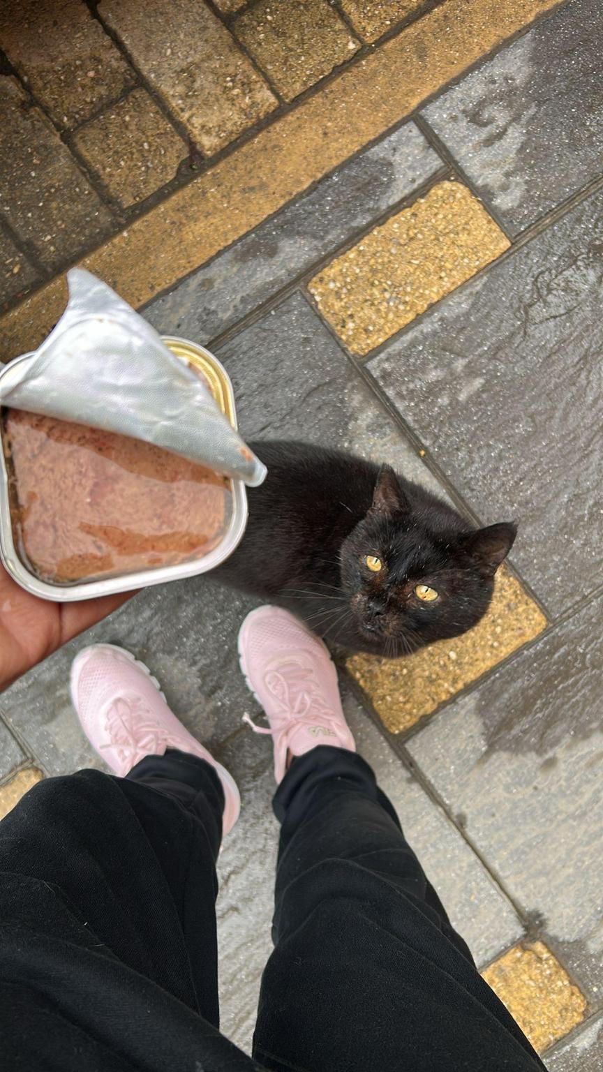 Asociación gatos Rallada