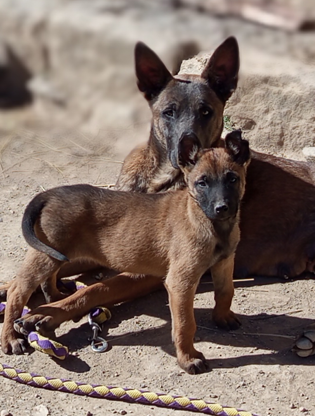 Romper el ciclo del abandono del Pastor Belga Malinois