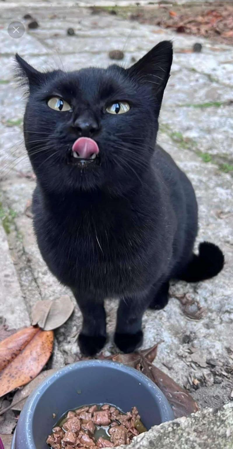 OASI FELINI FELICI