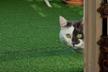 CHOUPI MATOU DIT - HUMANE SOCIETY FOR CATS
