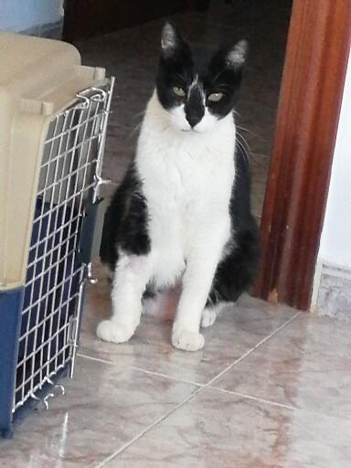 Gatogat del Montmell