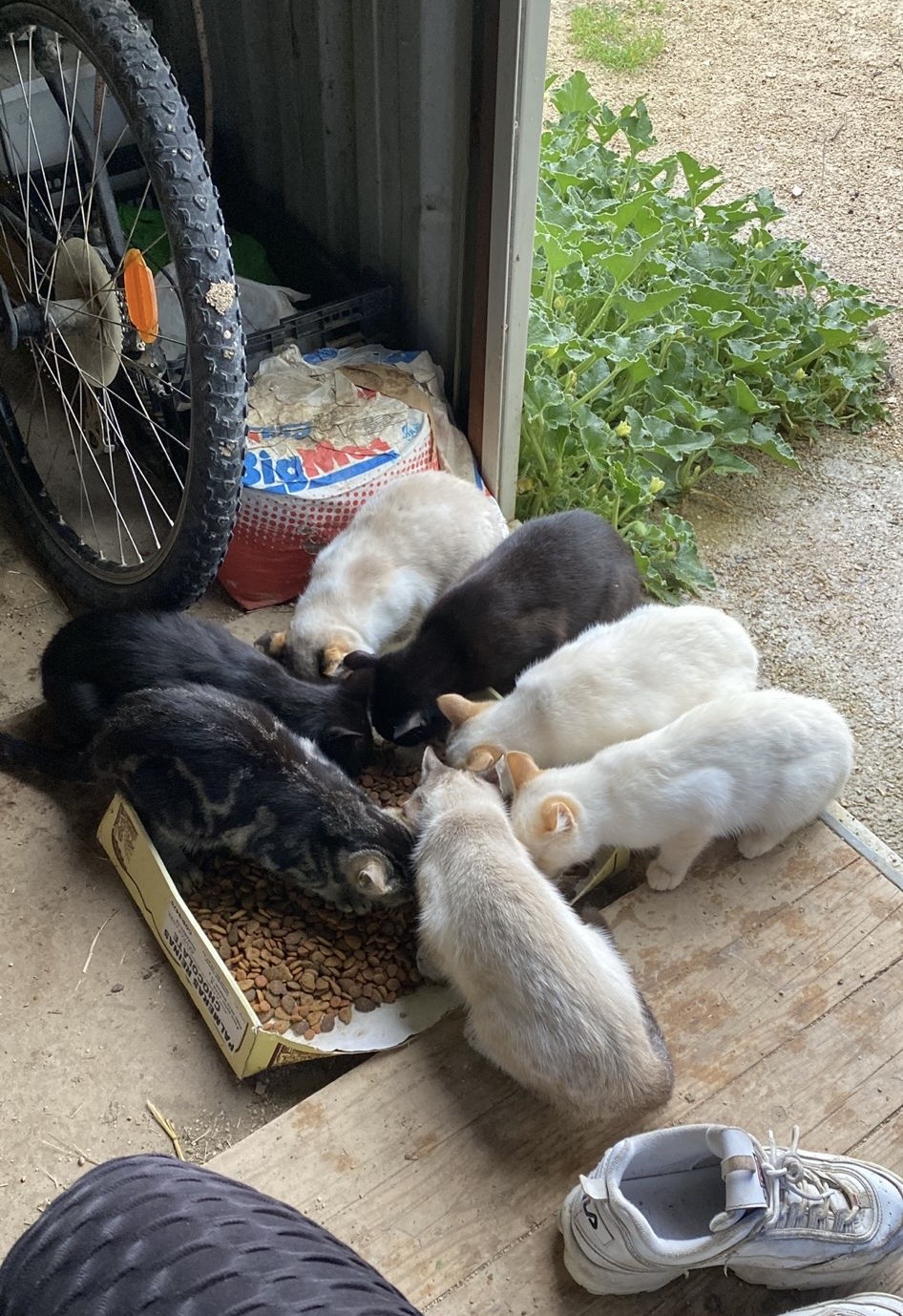 Colonia Felina La Isla