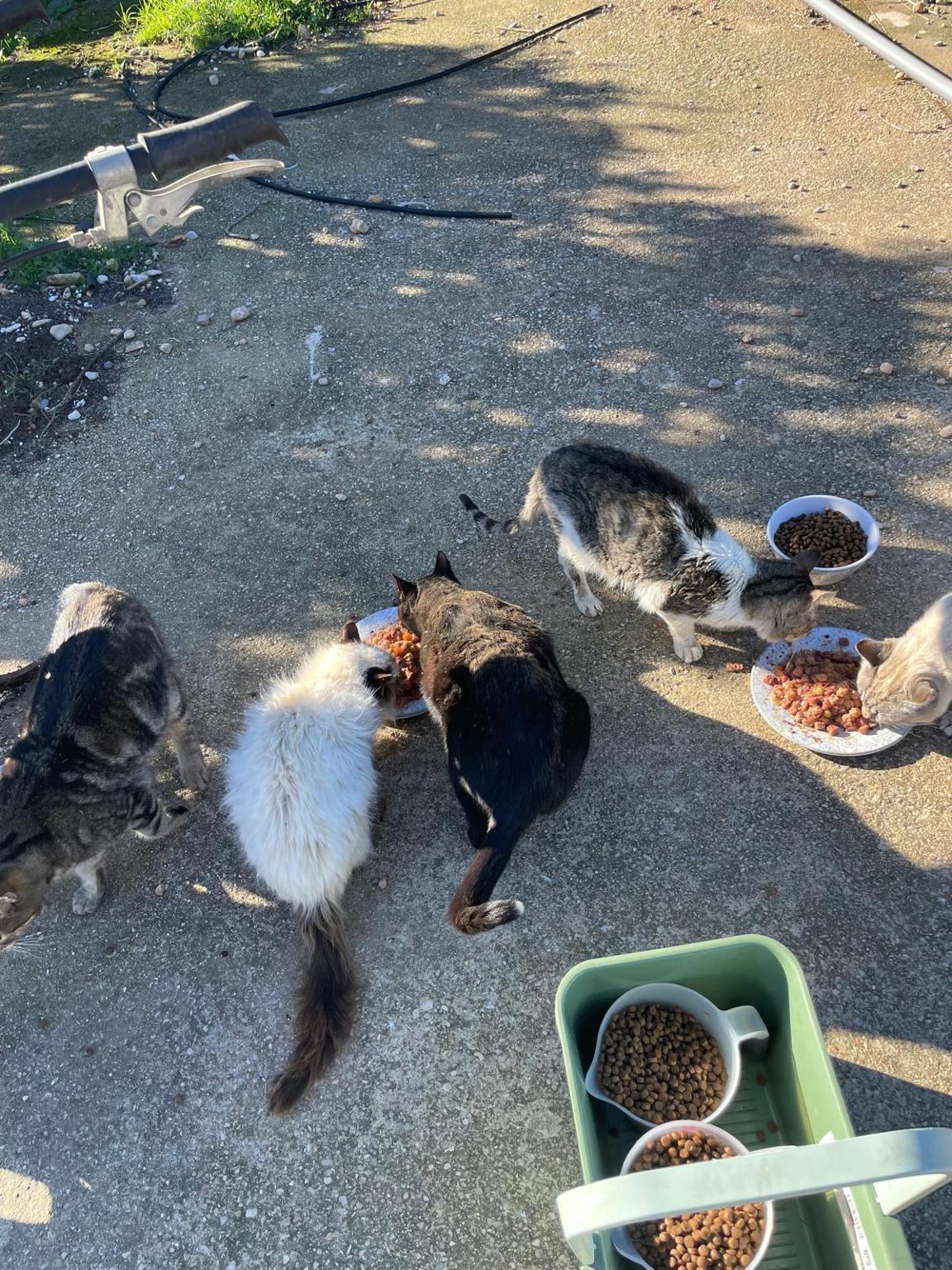 Hedge Ferrets Cat Colony