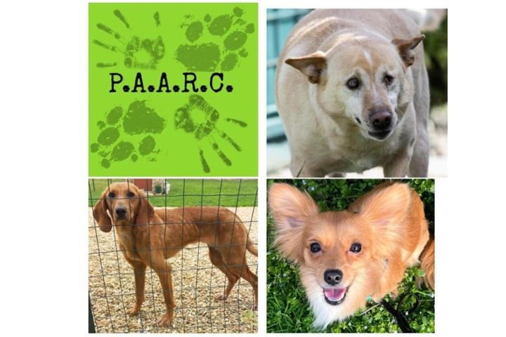 Gli amici del PAARC, Pronti per l'adozione?!