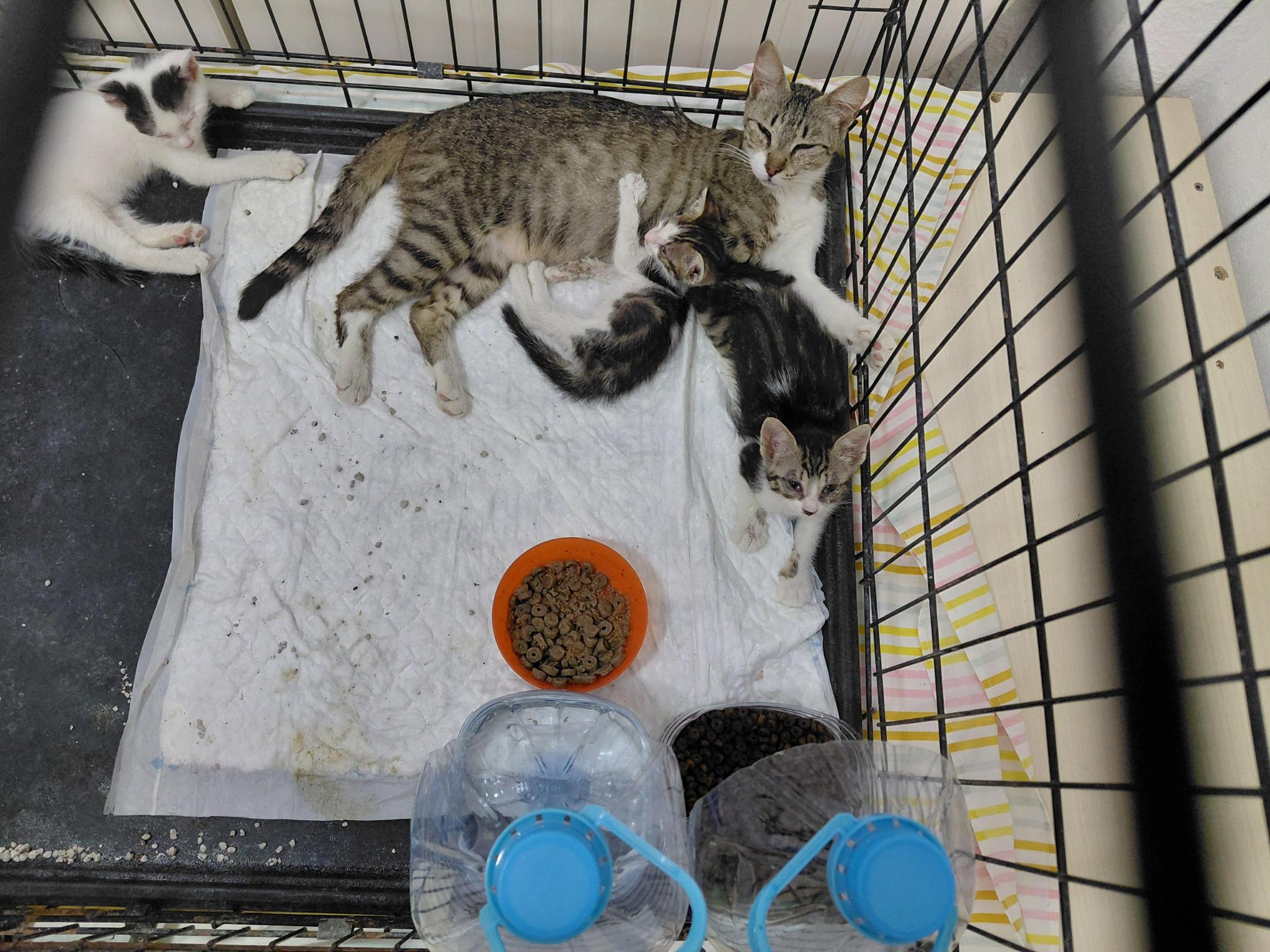 Adopta no compres Valencia