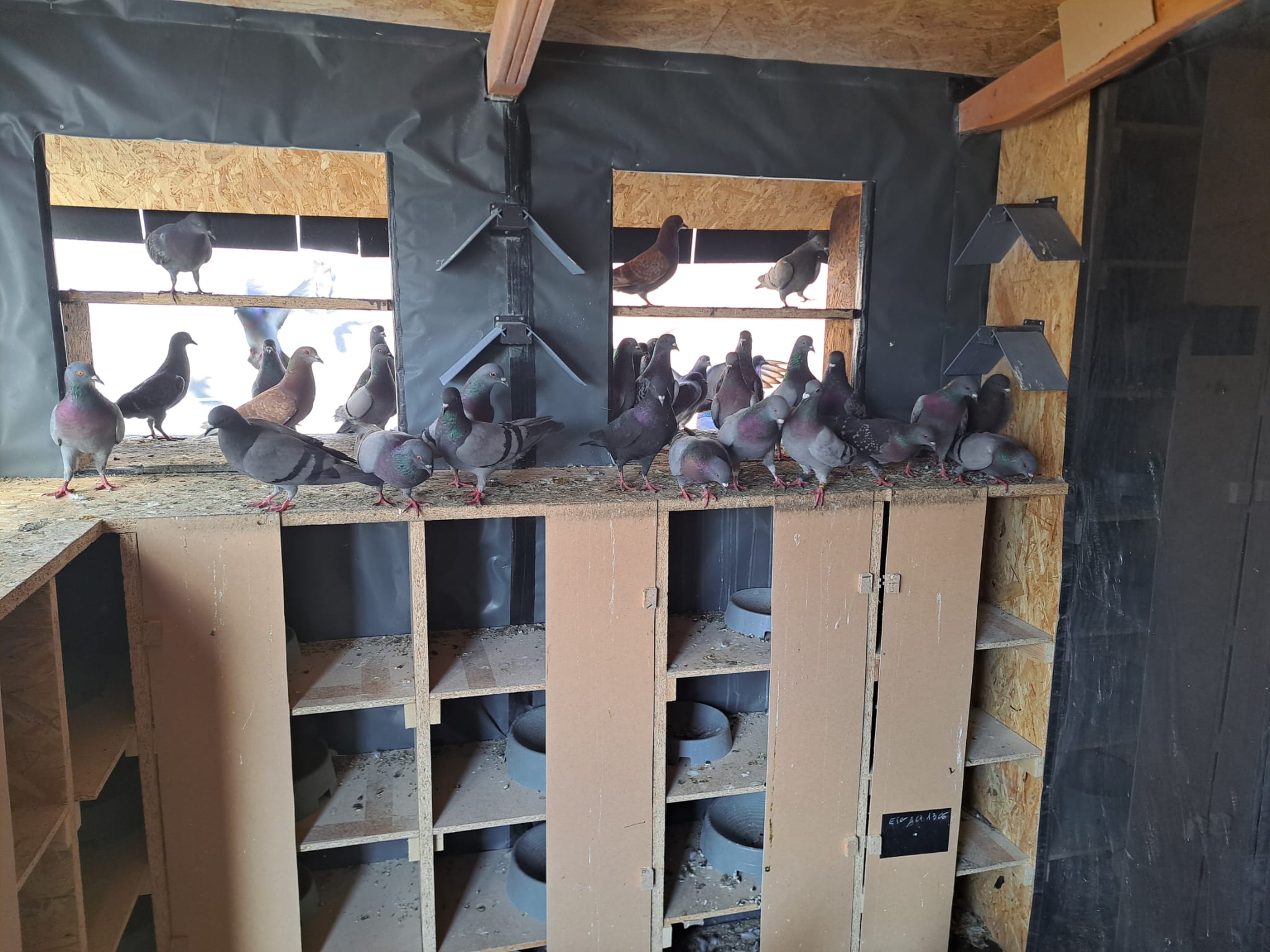 Streunerkatzen OÖ - 1. betreuter Taubenschlag