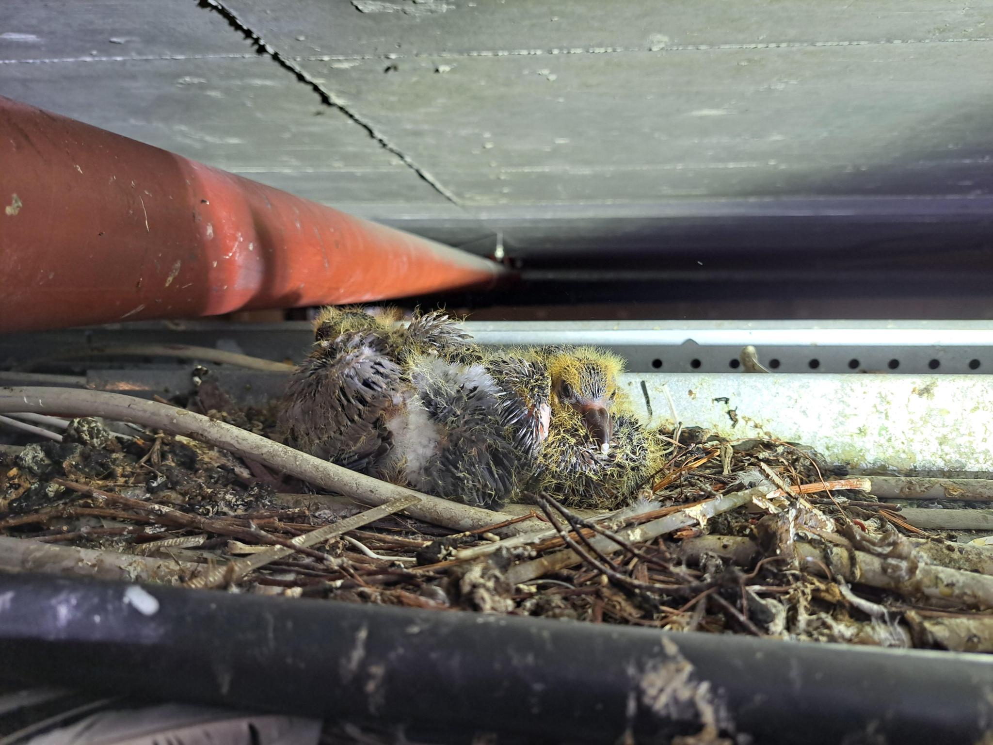 Streunerkatzen OÖ - 1. betreuter Taubenschlag