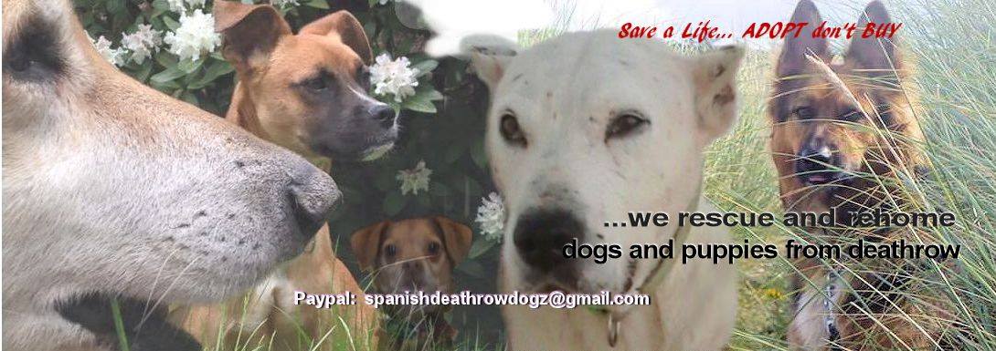 Spanish Death Row Dogz