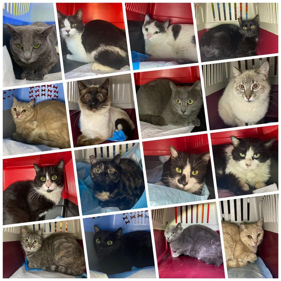 Los Bigotes de Benito