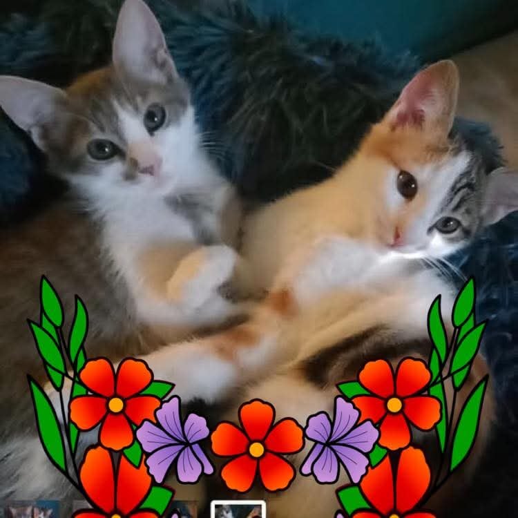 Association AEPSA PROTECTION ANIMALE