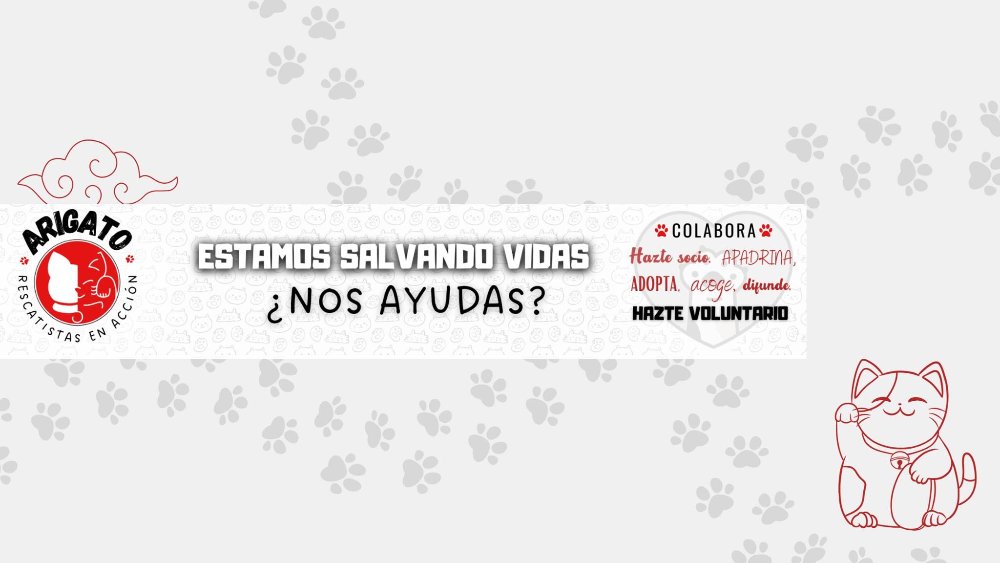 ARIGATO Rescatistas en Acción