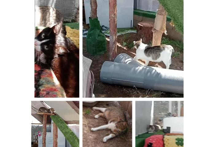 Gatitos colonia de Beatriz