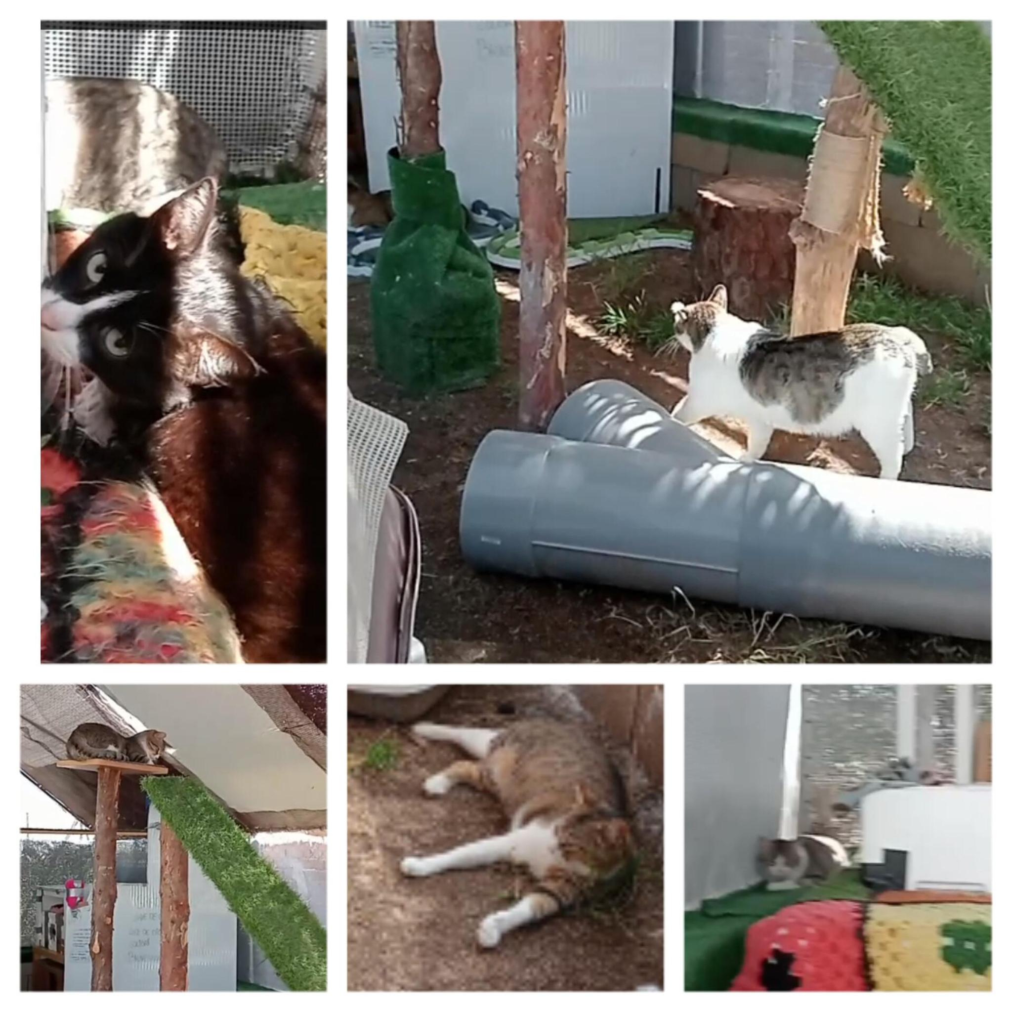 Gatitos colonia de Beatriz