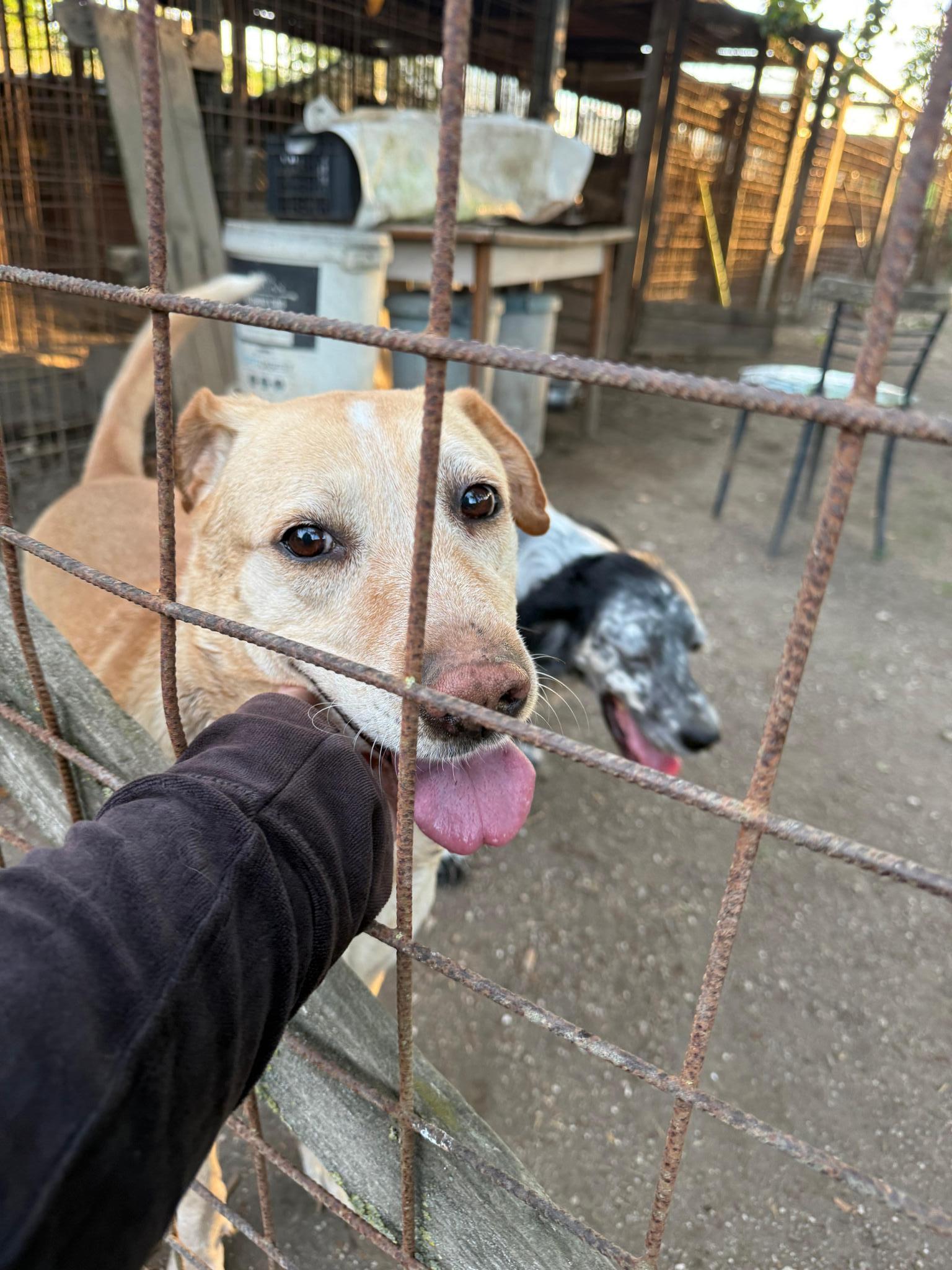 Cibo per i cani di Orsola