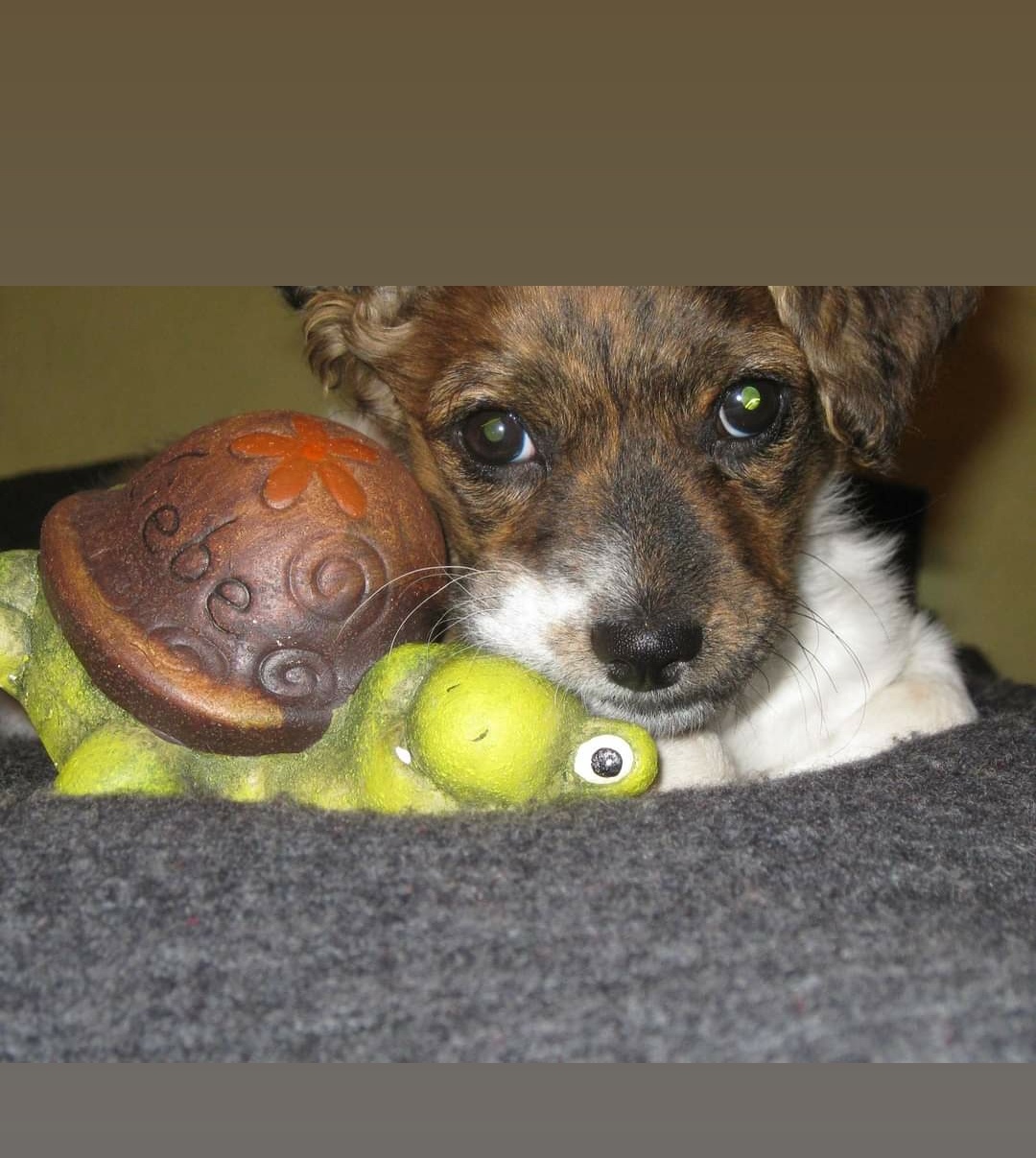 Lifetime for dogs