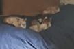 Los gatitos de la Judi