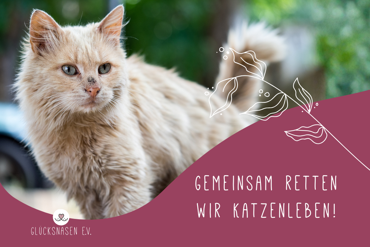 Glücksnasen e.V. Tierschutzverein