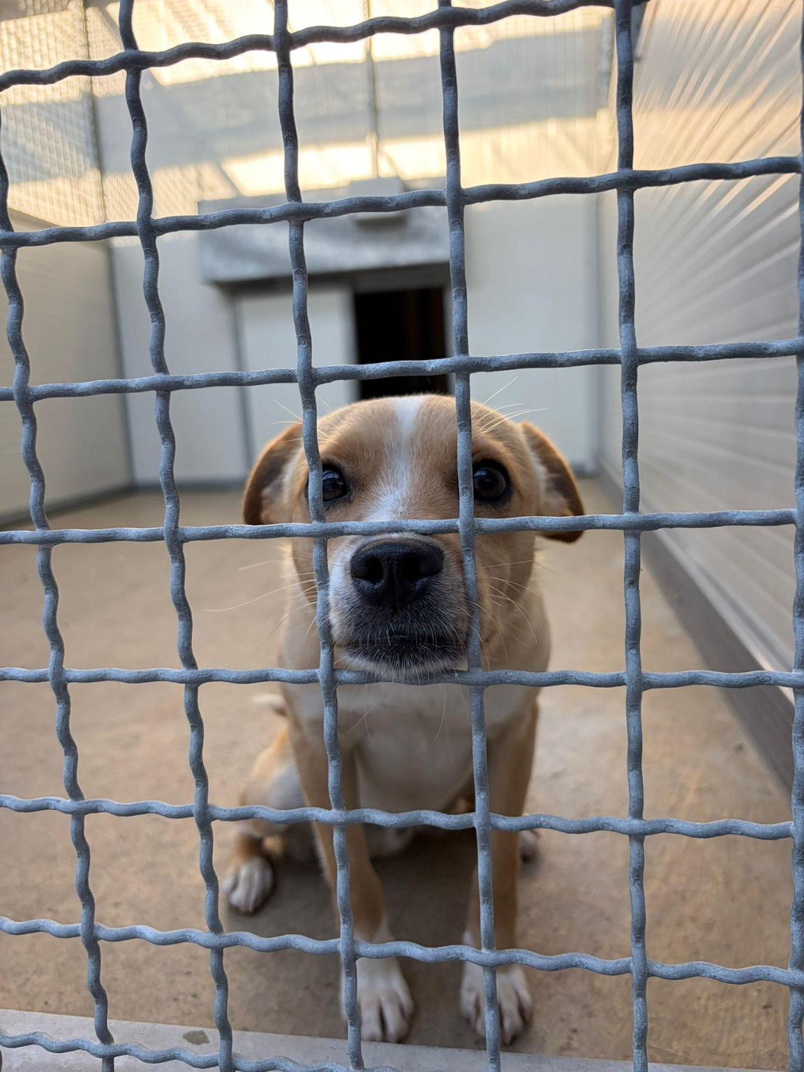 L’ARCA DELLE CODE - Fondazione Bini ETS