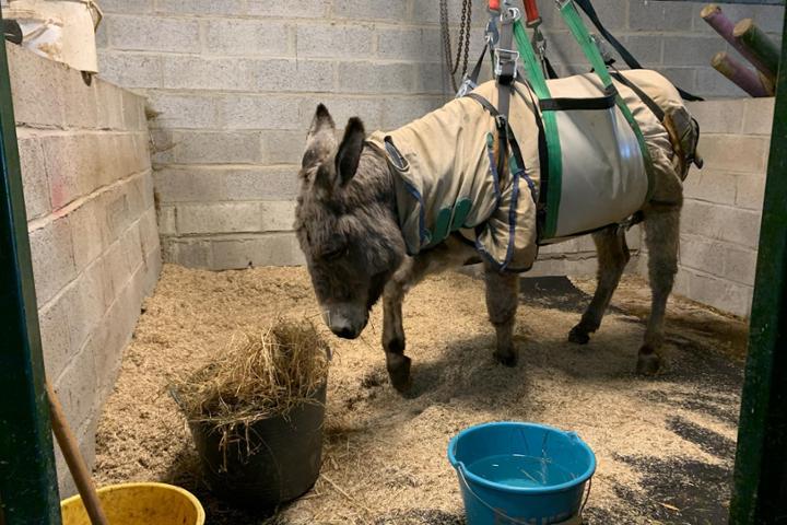 Pour l’amour des ânes