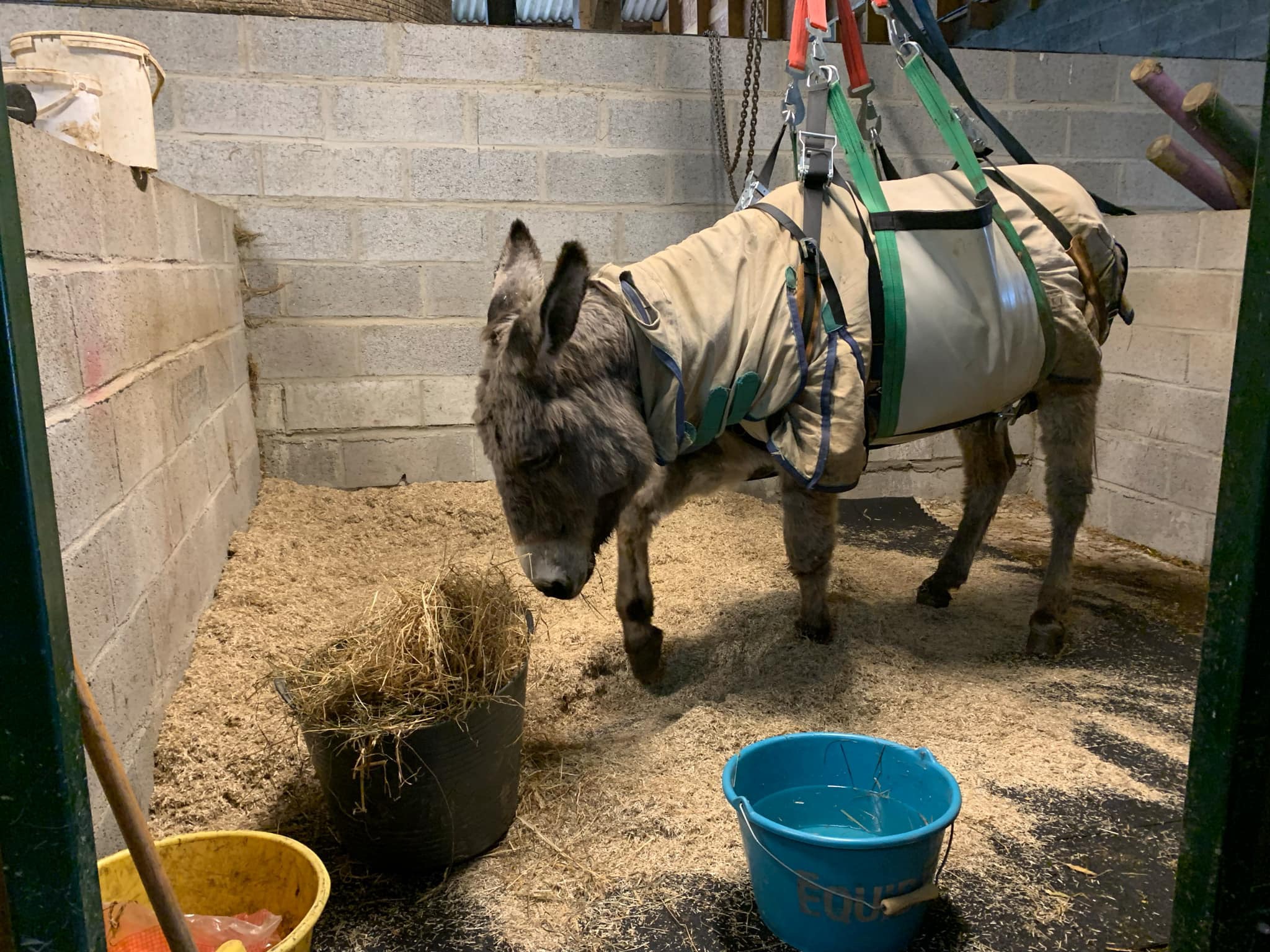 Pour l’amour des ânes