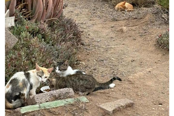 Feline colonies of Granadilla de Abona