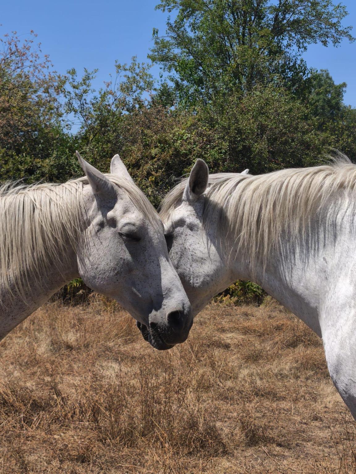Ayuda veterinaria Santuario Dharma