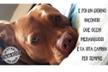 Un Pit Bull Per Amico Rescue