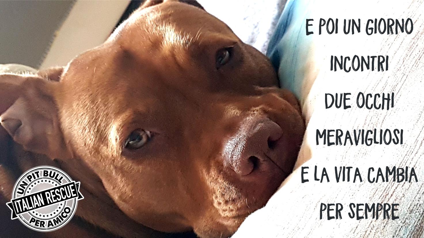 Un Pit Bull Per Amico Rescue
