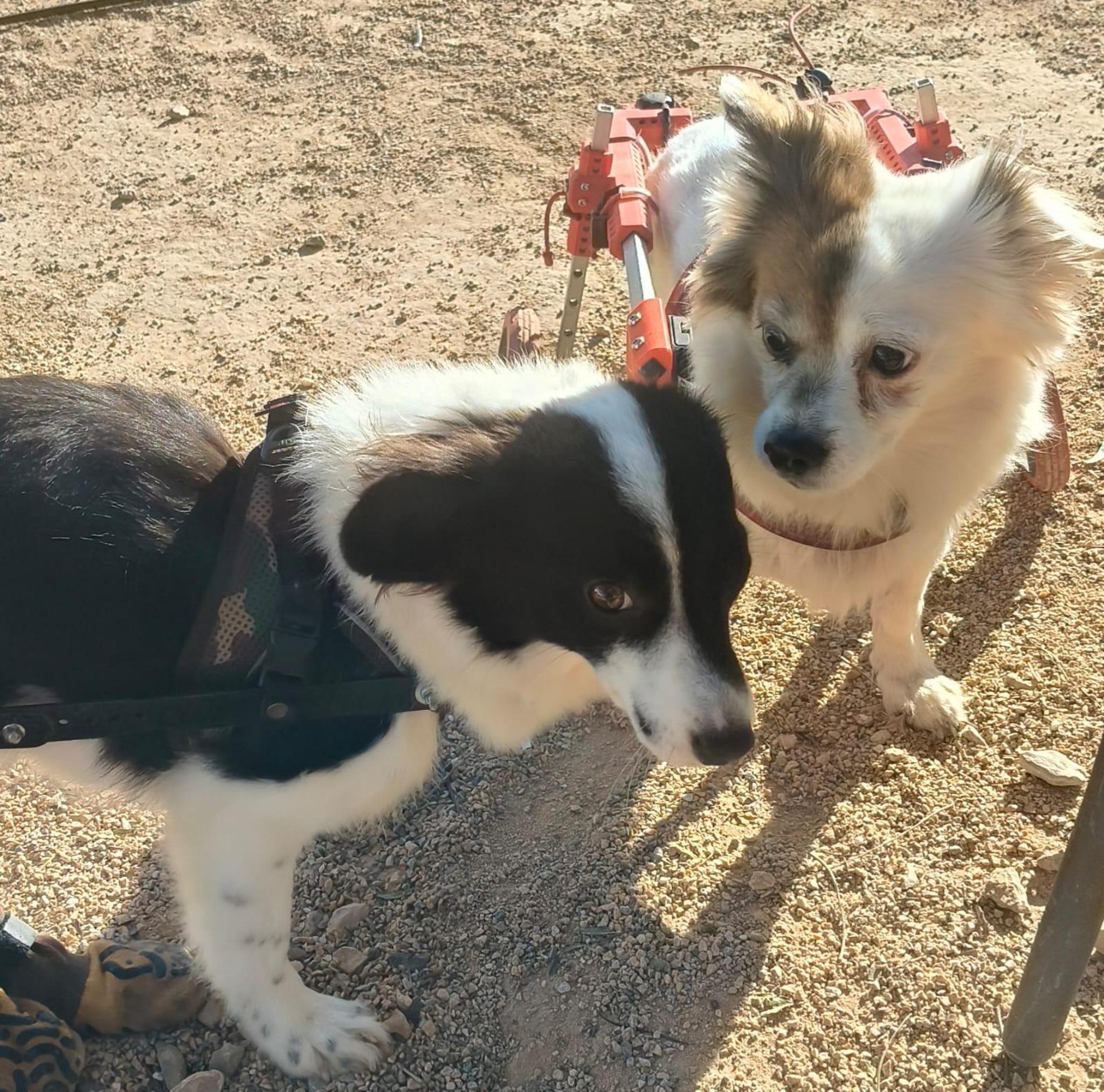 Stichting Huis voor Dieren