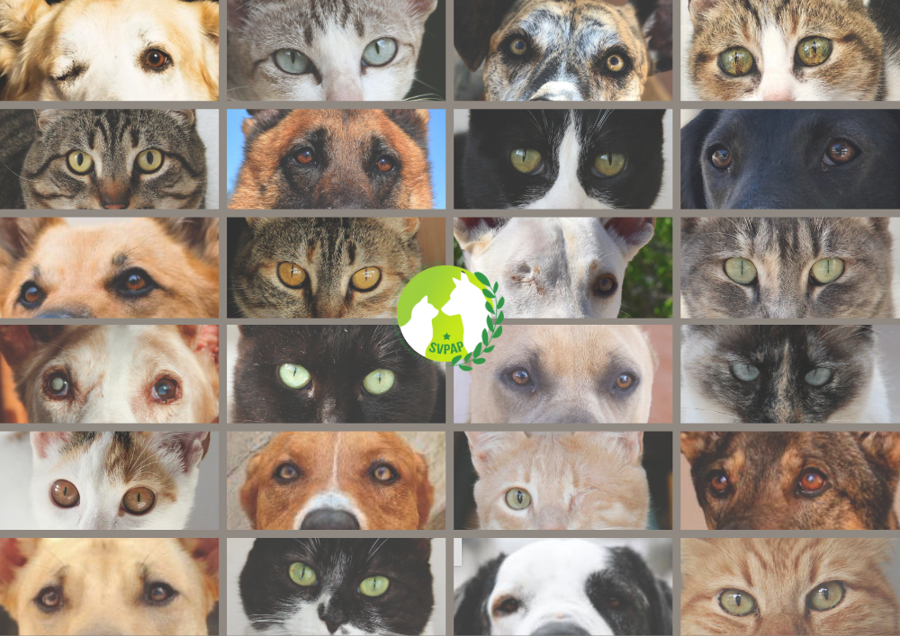 Animal Shelter SVPAP