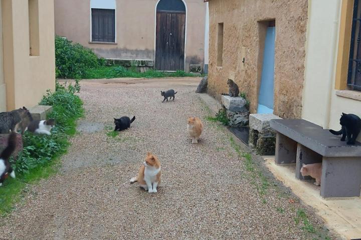 I Gatti Scalzi - Colonia Felina