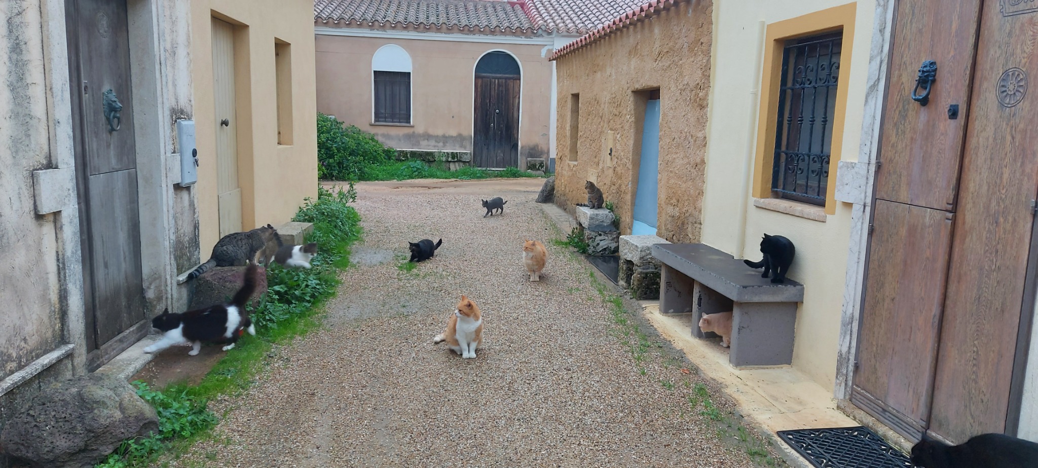 I Gatti Scalzi - Colonia Felina