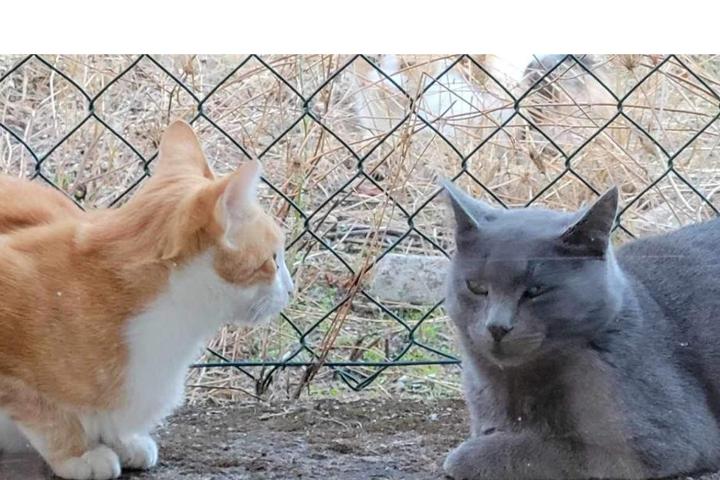 SOS chats Pierrefeu du var