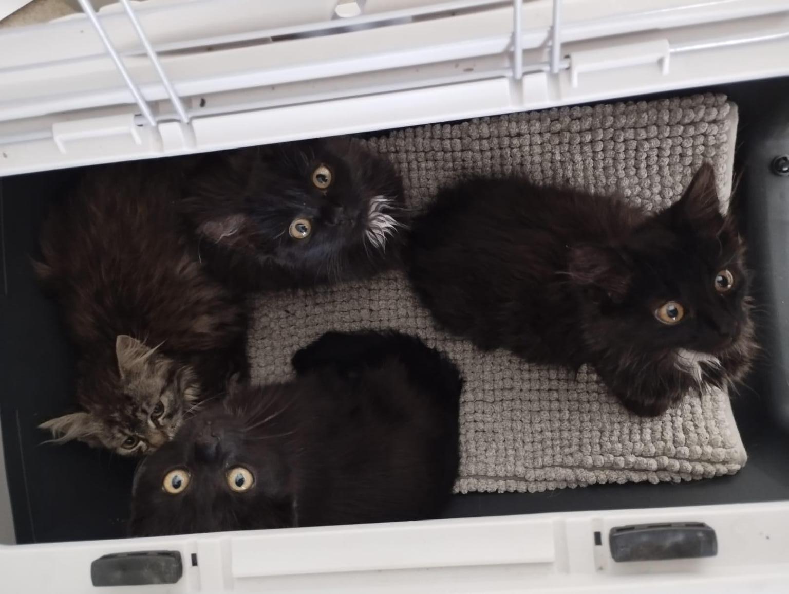 Tierschutzverein Glückstatzen