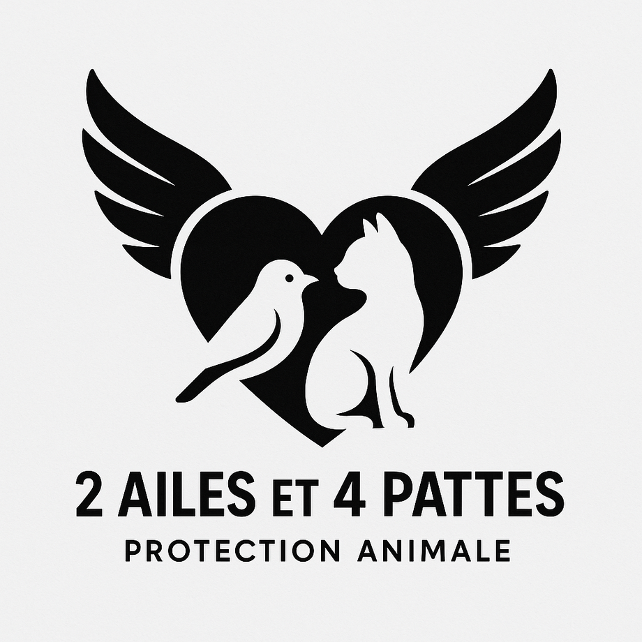 2aileset4pattes