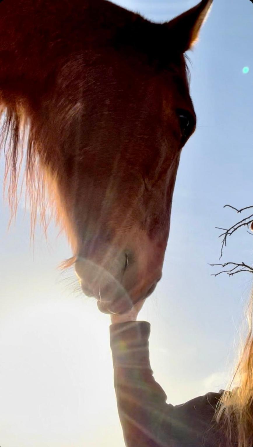 Bailando con Caballos ✨