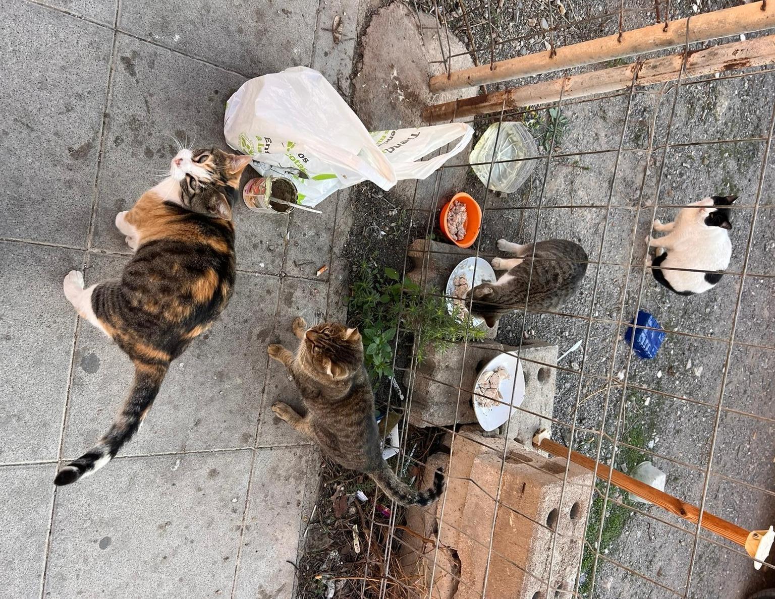 Gatitos callejeros de Bruma