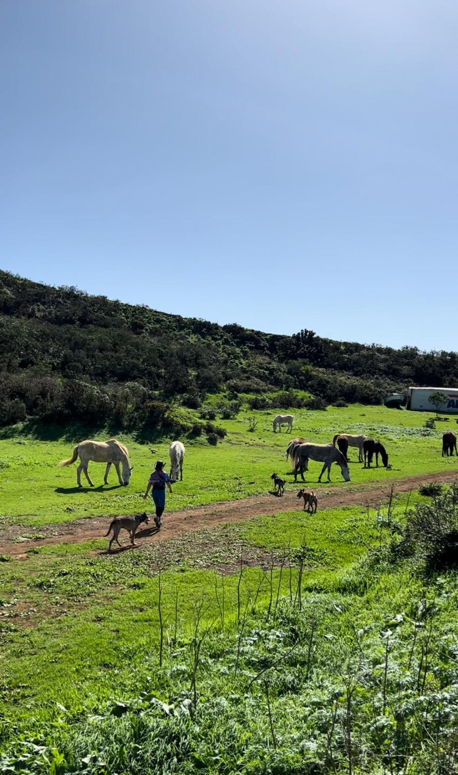 ASOCIACIÓN PROTECTORA DE ANIMALES Y PLANTAS LAS RIENDAS
